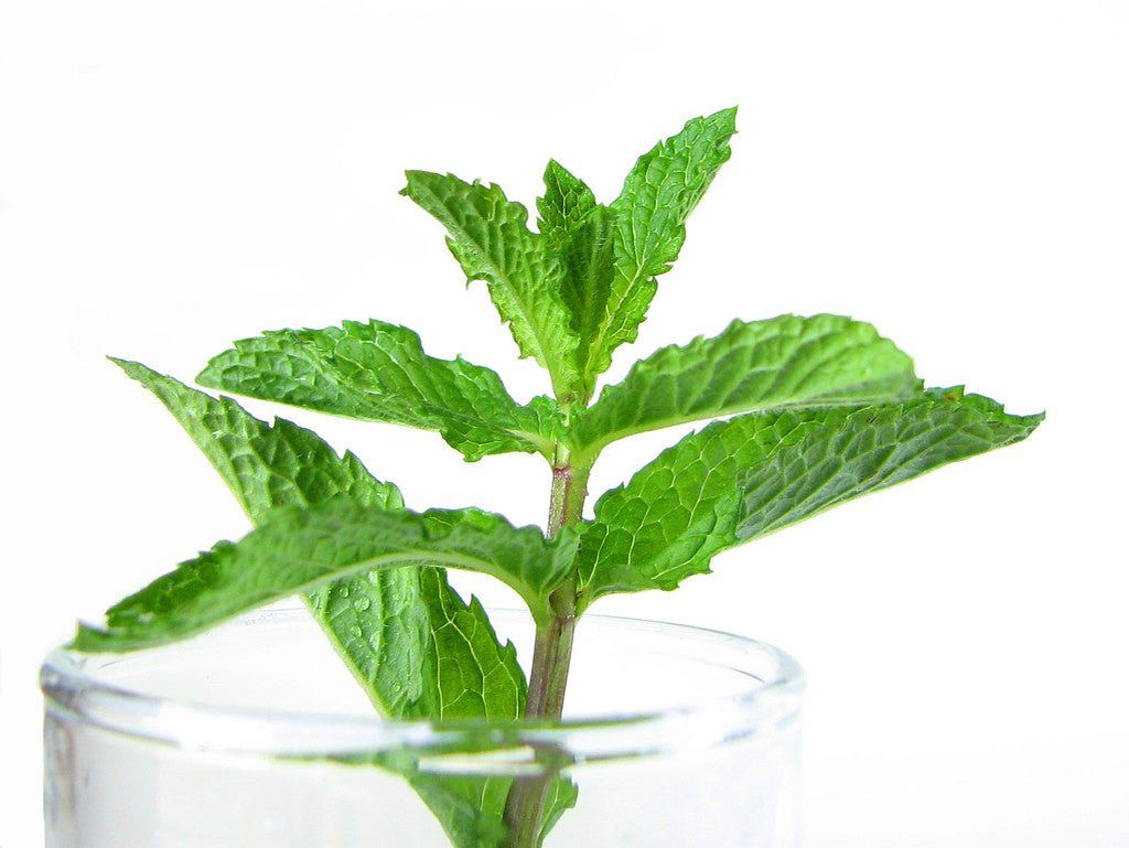Exotic Himalayan Salt Med-LMS-20M